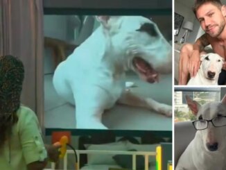 Solange Couto critica cachorro de Jonas